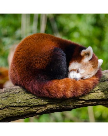 Salviamo i panda rossi - Calzini di bambù Bare Kind calze da uomo per donna divertenti simpatici particolari