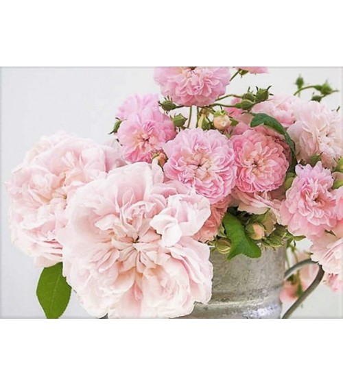 Rosa de los Vientos N°32 - Natürliche Duftkerze Beste Natürliche Duftkerzen im glas kaufen