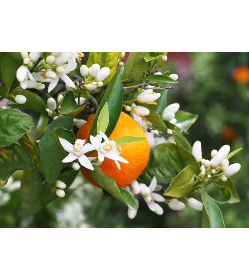 Orange Blossom shower gel - Body Wash Discovery Kit