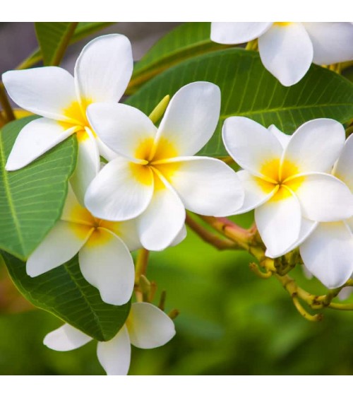 Bagnoschiuma Fiore di Tiaré - Ricarica