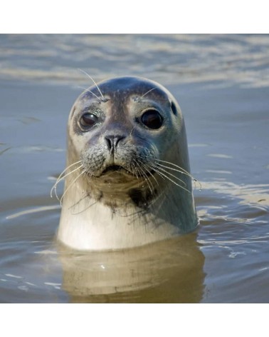 Save the seals - Bamboo Socks Bare Kind funny crazy cute cool best pop socks for women men