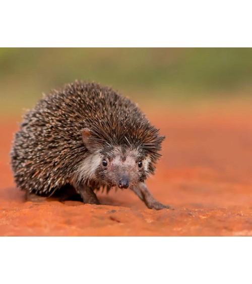 Save the hedgehogs - Bamboo Socks Bare Kind funny crazy cute cool best pop socks for women men