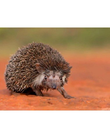 Save the hedgehogs - Bamboo Socks Bare Kind funny crazy cute cool best pop socks for women men