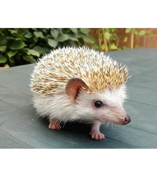 Save the hedgehogs - Bamboo Socks Bare Kind funny crazy cute cool best pop socks for women men