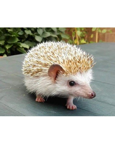 Save the hedgehogs - Bamboo Socks Bare Kind funny crazy cute cool best pop socks for women men