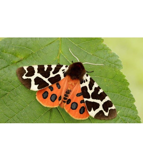 Save the tiger moths - Bamboo Socks Bare Kind funny crazy cute cool best pop socks for women men