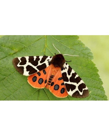 Save the tiger moths - Bamboo Socks Bare Kind funny crazy cute cool best pop socks for women men