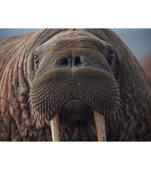 Save the Walrus - Bamboo Socks Bare Kind funny crazy cute cool best pop socks for women men
