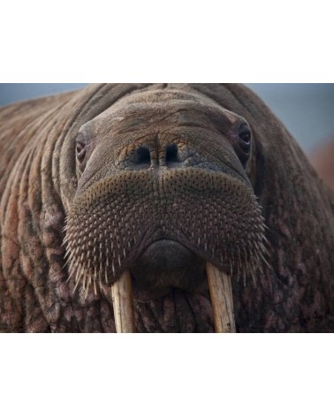 Save the Walrus - Bamboo Socks Bare Kind funny crazy cute cool best pop socks for women men