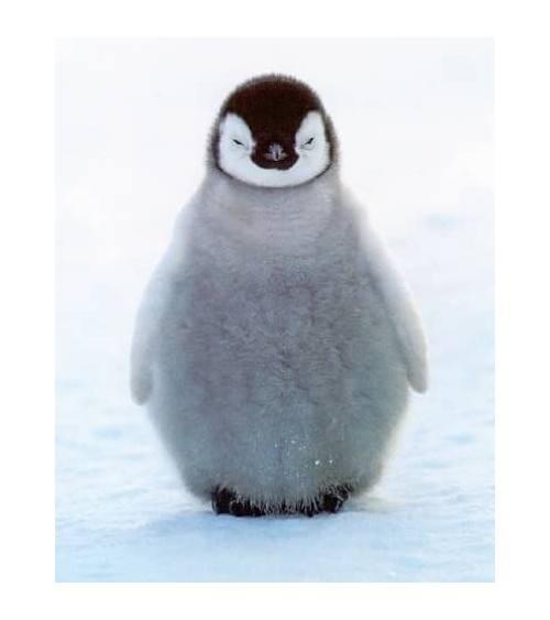 Rettet die Pinguine - Bambus Socken Bare Kind socke kuschelsocken für damen lustig herren farbige coole socken