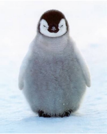 Save the Penguins - Bamboo Socks Bare Kind funny crazy cute cool best pop socks for women men