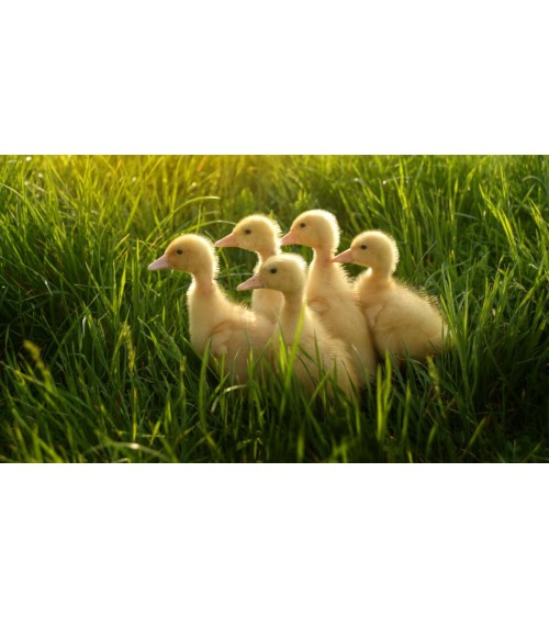 Save the Ducklings - Bamboo Socks Bare Kind funny crazy cute cool best pop socks for women men