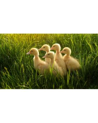 Save the Ducklings - Bamboo Socks Bare Kind funny crazy cute cool best pop socks for women men