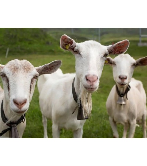 Save the Goats - Bamboo Socks Bare Kind funny crazy cute cool best pop socks for women men
