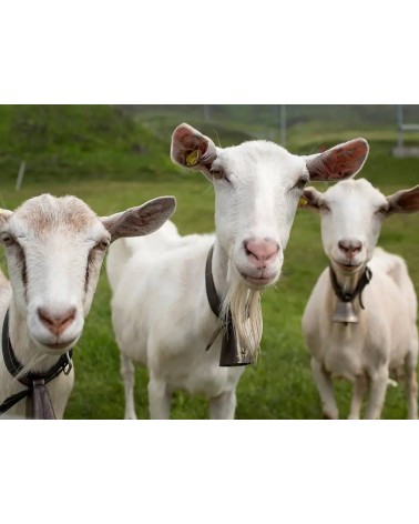 Save the Goats - Bamboo Socks Bare Kind funny crazy cute cool best pop socks for women men