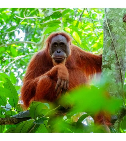 Save the Orangutans - Bamboo Socks Bare Kind funny crazy cute cool best pop socks for women men