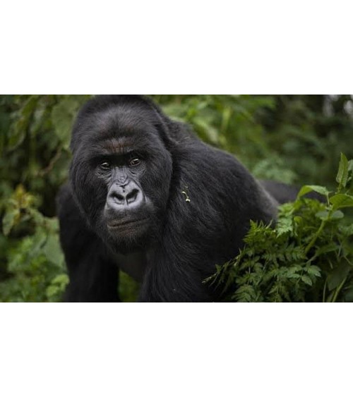 Save the Gorillas - Bamboo Socks Bare Kind funny crazy cute cool best pop socks for women men