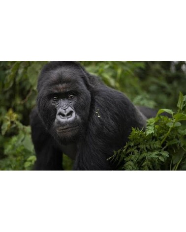 Save the Gorillas - Bamboo Socks Bare Kind funny crazy cute cool best pop socks for women men