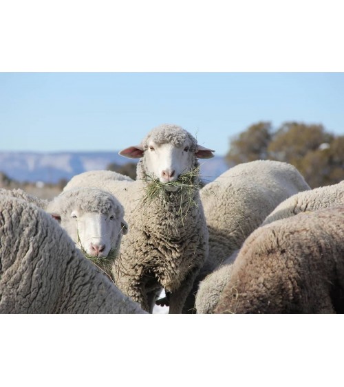 PLAIN Marine Blue - écharpe bleue en laine merinos Bronte by Moon luxe pour femme homme Suisse Kitatori