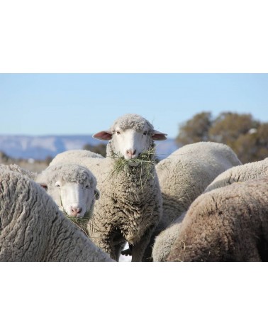 PLAIN Marine Blue - écharpe bleue en laine merinos Bronte by Moon luxe pour femme homme Suisse Kitatori