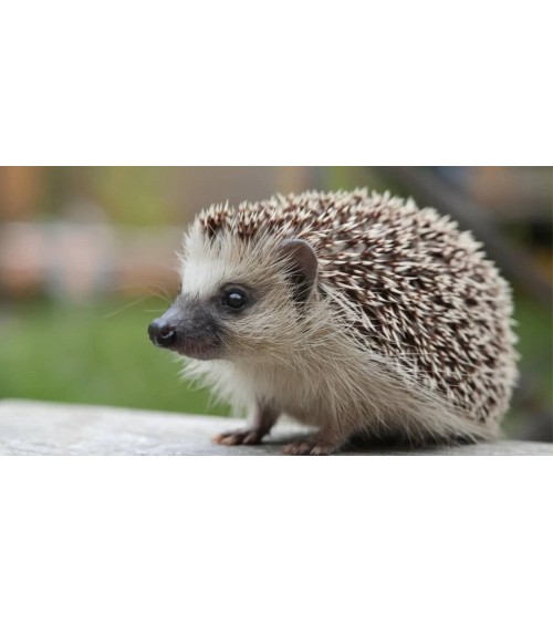 Save the Hedgehogs - Bamboo Socks Bare Kind funny crazy cute cool best pop socks for women men