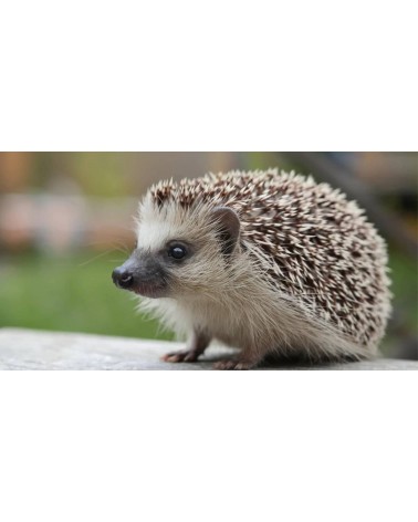 Save the Hedgehogs - Bamboo Socks Bare Kind funny crazy cute cool best pop socks for women men