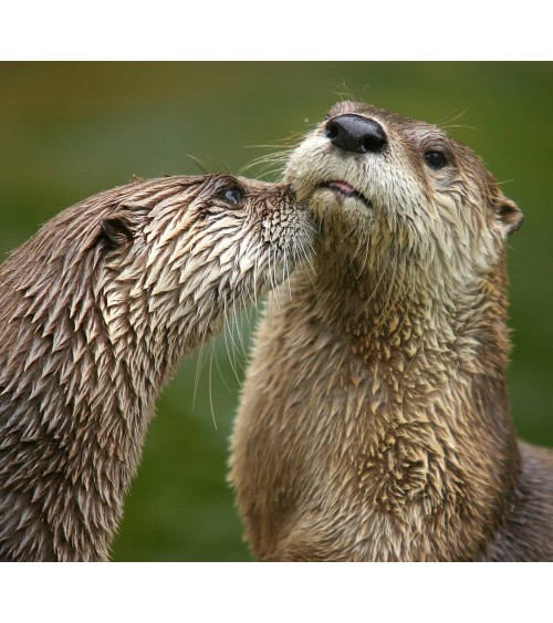 Save the Otters - Christmas Bamboo Socks Bare Kind funny crazy cute cool best pop socks for women men