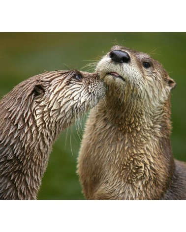 Save the Otters - Christmas Bamboo Socks Bare Kind funny crazy cute cool best pop socks for women men