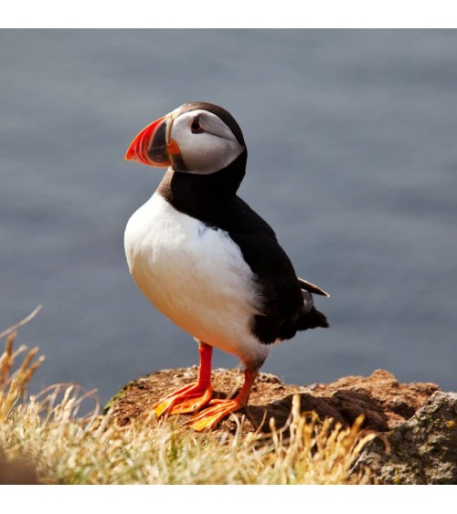 Save the Puffins - Bamboo Socks Bare Kind funny crazy cute cool best pop socks for women men