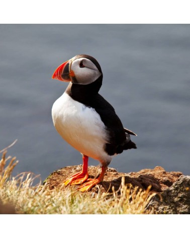 Save the Puffins - Bamboo Socks Bare Kind funny crazy cute cool best pop socks for women men