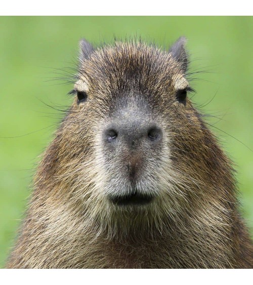 Save the Capybara - Christmas Bamboo Socks Bare Kind funny crazy cute cool best pop socks for women men