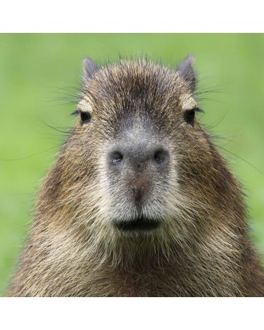 Save the Capybara - Christmas Bamboo Socks Bare Kind funny crazy cute cool best pop socks for women men