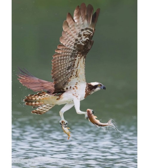 Save the Osprey - Bamboo Socks Bare Kind funny crazy cute cool best pop socks for women men