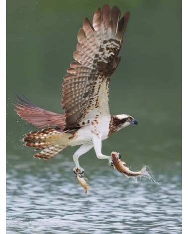 Save the Osprey - Bamboo Socks Bare Kind funny crazy cute cool best pop socks for women men