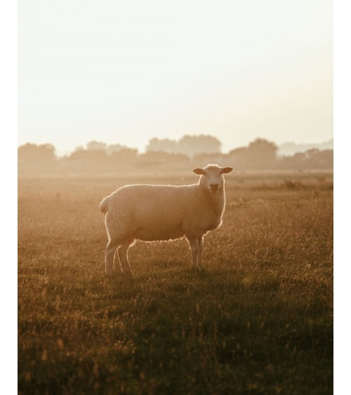 NEWSAM Lilac XXL - grosser Schal, Merino Wollschal Bronte by Moon Damen Winter Winterschal Herrenschal woll schal mit fransen...