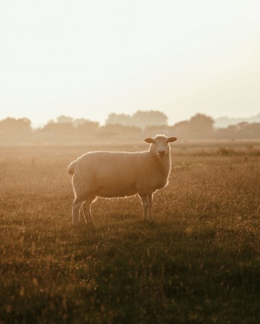 Madison Natural XXL - Grande echarpe en laine merinos Bronte by Moon luxe pour femme homme Suisse Kitatori