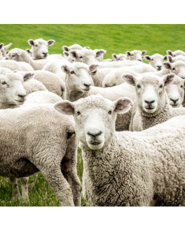 Tartan Dark Maple - englisch Schal, Merino Wollschal Bronte by Moon Damen Winter Winterschal Herrenschal woll schal mit frans...