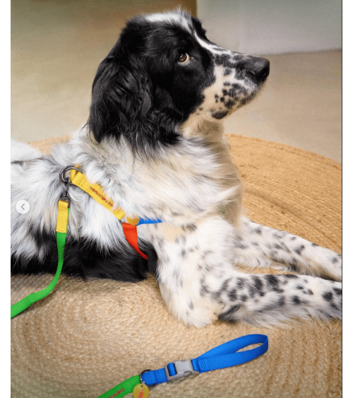 Hundegeschirre - Sonia - Gelb und Limette The Painter's Wife geschenkidee schweiz kaufen