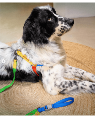 Hundegeschirre - Sonia - Gelb und Limette The Painter's Wife geschenkidee schweiz kaufen