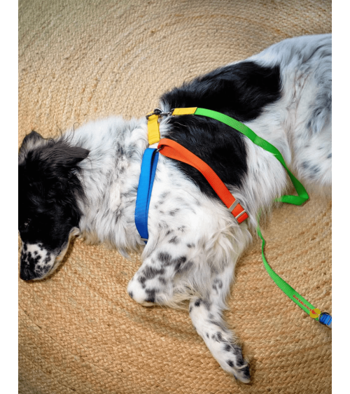 Dog Harness - Sonia - Yellow and Lime The Painter's Wife original gift idea switzerland