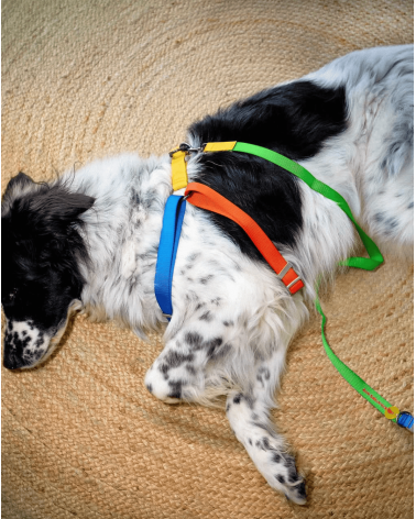 Dog Harness - Sonia - Yellow and Lime The Painter's Wife original gift idea switzerland