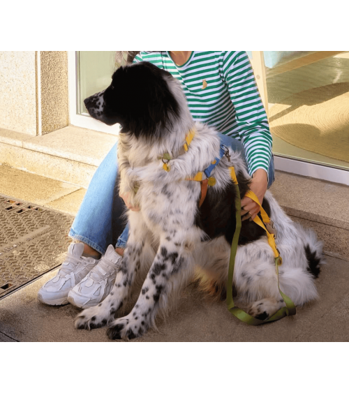 Imbracatura per cani - Sonia - Mimosa e Muschio The Painter's Wife idea regalo svizzera