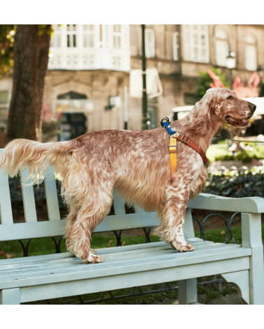 Hundegeschirre - Sonia - Mimose und Moos The Painter's Wife geschenkidee schweiz kaufen