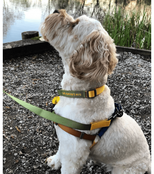 Hundegeschirre - Sonia - Mimose und Moos The Painter's Wife geschenkidee schweiz kaufen