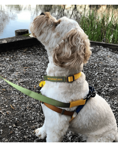 Dog Harness - Sonia - Mimosa and Moss The Painter's Wife original gift idea switzerland