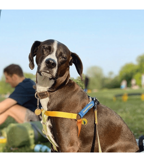 Hundegeschirre - Sonia - Mimose und Moos The Painter's Wife geschenkidee schweiz kaufen