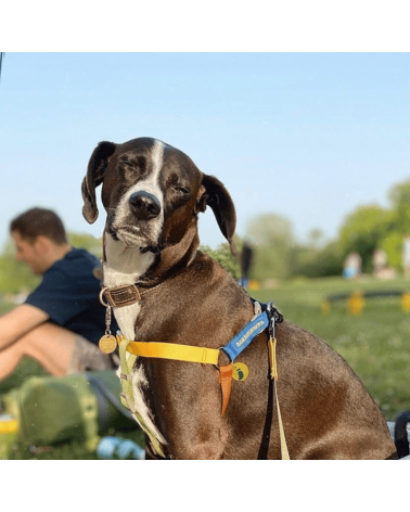 Hundegeschirre - Sonia - Mimose und Moos The Painter's Wife geschenkidee schweiz kaufen