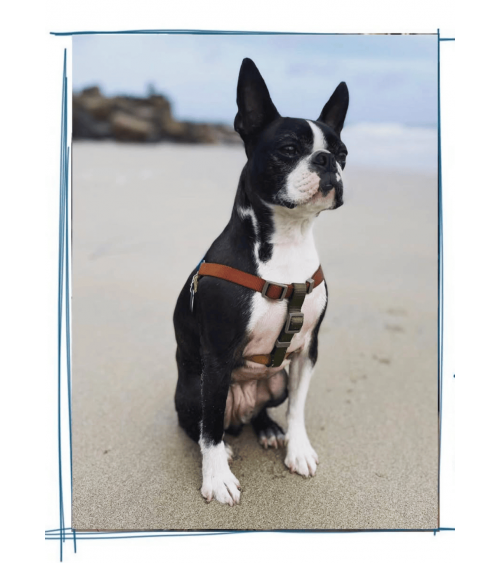 Imbracatura per cani - Sonia - Mimosa e Muschio The Painter's Wife idea regalo svizzera