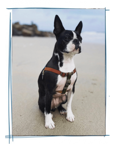 Dog Harness - Sonia - Mimosa and Moss The Painter's Wife original gift idea switzerland