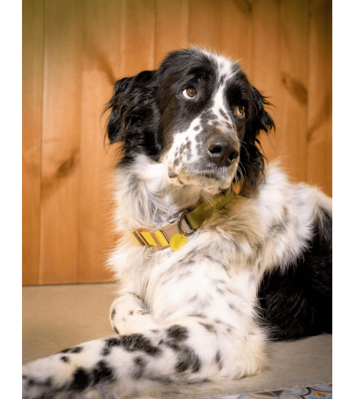 Hundehalsband - Sonia - Mimose und Moos The Painter's Wife geschenkidee schweiz kaufen